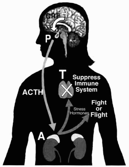 ACTH