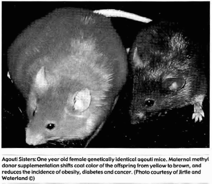 Agouti Sisters mice