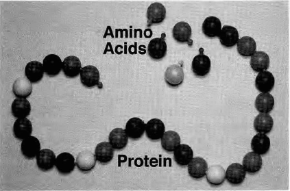 Amino acids
