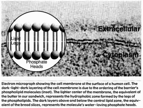 Extracellular